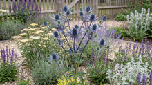 Load image into Gallery viewer, OpenPlantData Eryngium Big Blue
