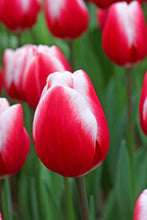 Load image into Gallery viewer, *NEW Tulip Triumph Timeless 77637212
