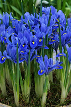 Load image into Gallery viewer, Iris Botanical - Reticulata Alida 60596105
