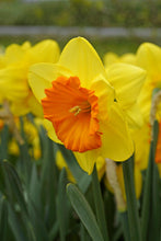 Load image into Gallery viewer, *NEW Daffodil Large Cupped - Pride of Lions 10165514
