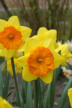 Load image into Gallery viewer, *NEW Daffodil Large Cupped - Pride of Lions 10165514
