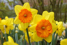 Load image into Gallery viewer, BULB, PEONY &amp;/OR DAHLIA VARIETAL CONSULT
