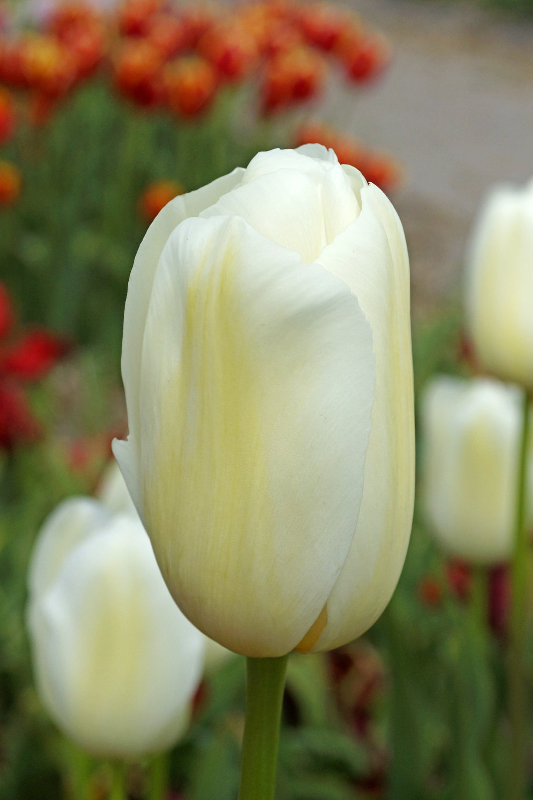 Tulip Single Late Catherina