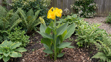 Load image into Gallery viewer, OpenPlantData Canna Tropical Yellow
