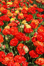 Load image into Gallery viewer, *NEW Tulip Late Double Gudoshnik 96287212
