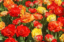 Load image into Gallery viewer, *NEW Tulip Late Double Gudoshnik 96287212
