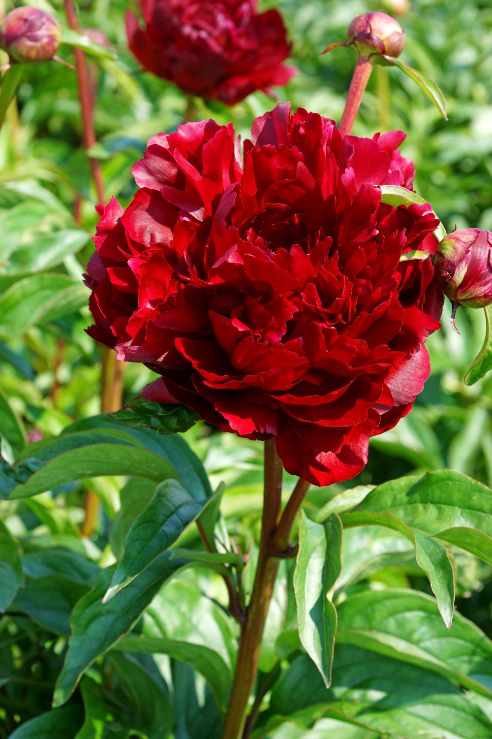 Peter Brand (Herbaceous/Mid to Late Season Bloom)