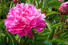 Load image into Gallery viewer, Bunker Hill (Herbaceous / Mid Season)
