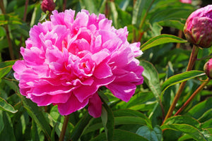 Bunker Hill (Herbaceous / Mid Season)