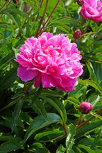 Load image into Gallery viewer, Bunker Hill (Herbaceous / Mid Season)
