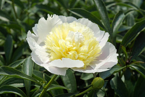 Primevere (Herbaceous / Mid Season)