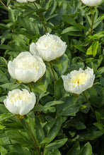 Load image into Gallery viewer, Immaculée (Herbaceous / Mid Season)

