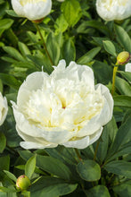 Load image into Gallery viewer, Immaculée (Herbaceous / Mid Season)
