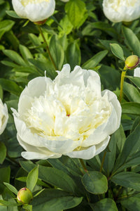 Immaculée (Herbaceous / Mid Season)
