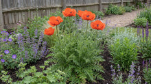 Load image into Gallery viewer, OpenPlantData Papaver orientale Beauty of Livermere
