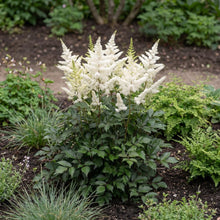 Load image into Gallery viewer, OpenPlantData Astilbe Washington
