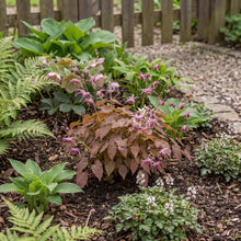 Load image into Gallery viewer, OpenPlantData Epimedium Pretty in Pink
