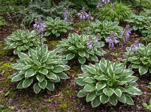 Load image into Gallery viewer, OpenPlantData Hosta Minuteman
