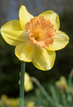Load image into Gallery viewer, Daffodil Large Cupped - Color Run 71727214
