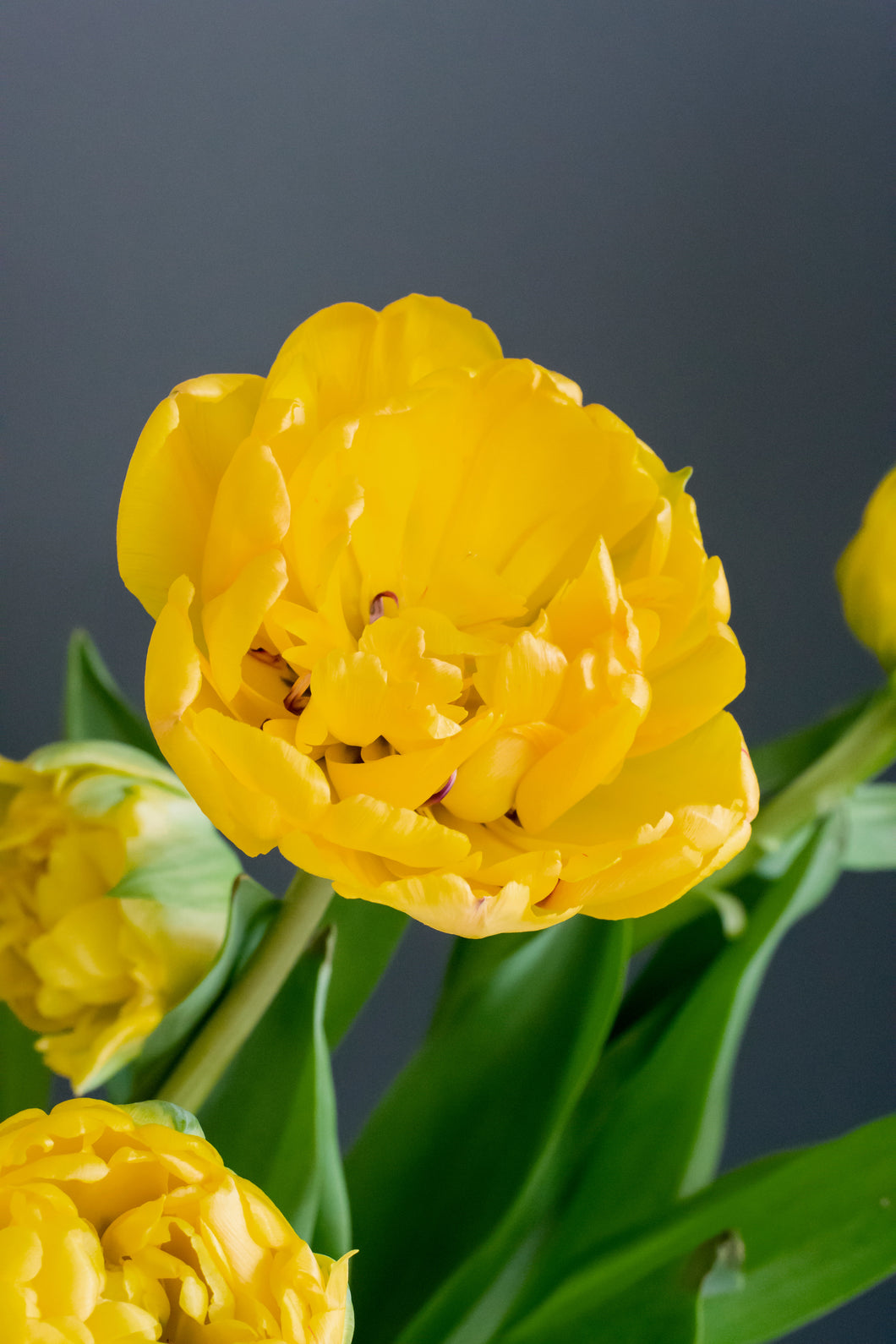 Tulip Double Late Yellow Pomponette