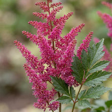 Load image into Gallery viewer, OpenPlantData Astilbe chinensis Hot Pearls
