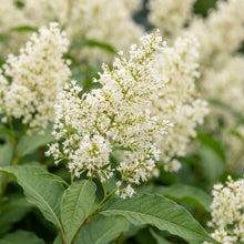 Load image into Gallery viewer, OpenPlantData Persicaria Polymorpha
