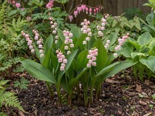 Load image into Gallery viewer, OpenPlantData Convallaria Rosea

