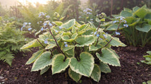 Load image into Gallery viewer, OpenPlantData Brunnera macrophylla Hadspen Cream
