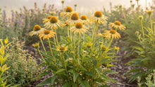 Load image into Gallery viewer, OpenPlantData Echinacea purpurea Mellow Yellows
