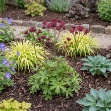 Load image into Gallery viewer, OpenPlantData Astrantia major Sparkling Stars Red
