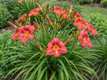 Load image into Gallery viewer, OpenPlantData Hemerocall Bourbon Kings
