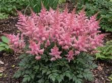 Load image into Gallery viewer, OpenPlantData Astilbe Younique Pink
