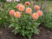 Load image into Gallery viewer, OpenPlantData Dahlia Extase
