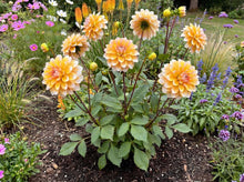 Load image into Gallery viewer, OpenPlantData Dahlia Seattle
