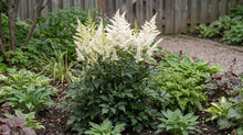 Load image into Gallery viewer, OpenPlantData Astilbe Washington
