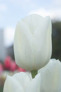 Tulip Triumph Royal Virgin (*NEW)