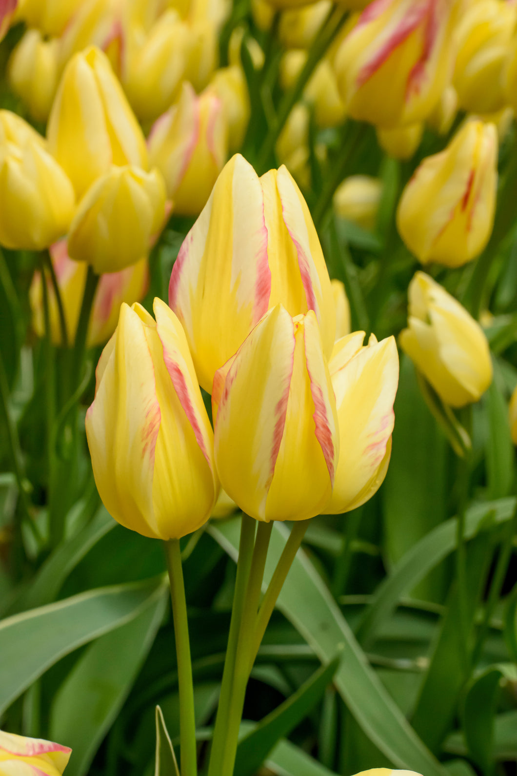 Tulip Multi-Flowering Antoinette 61867212