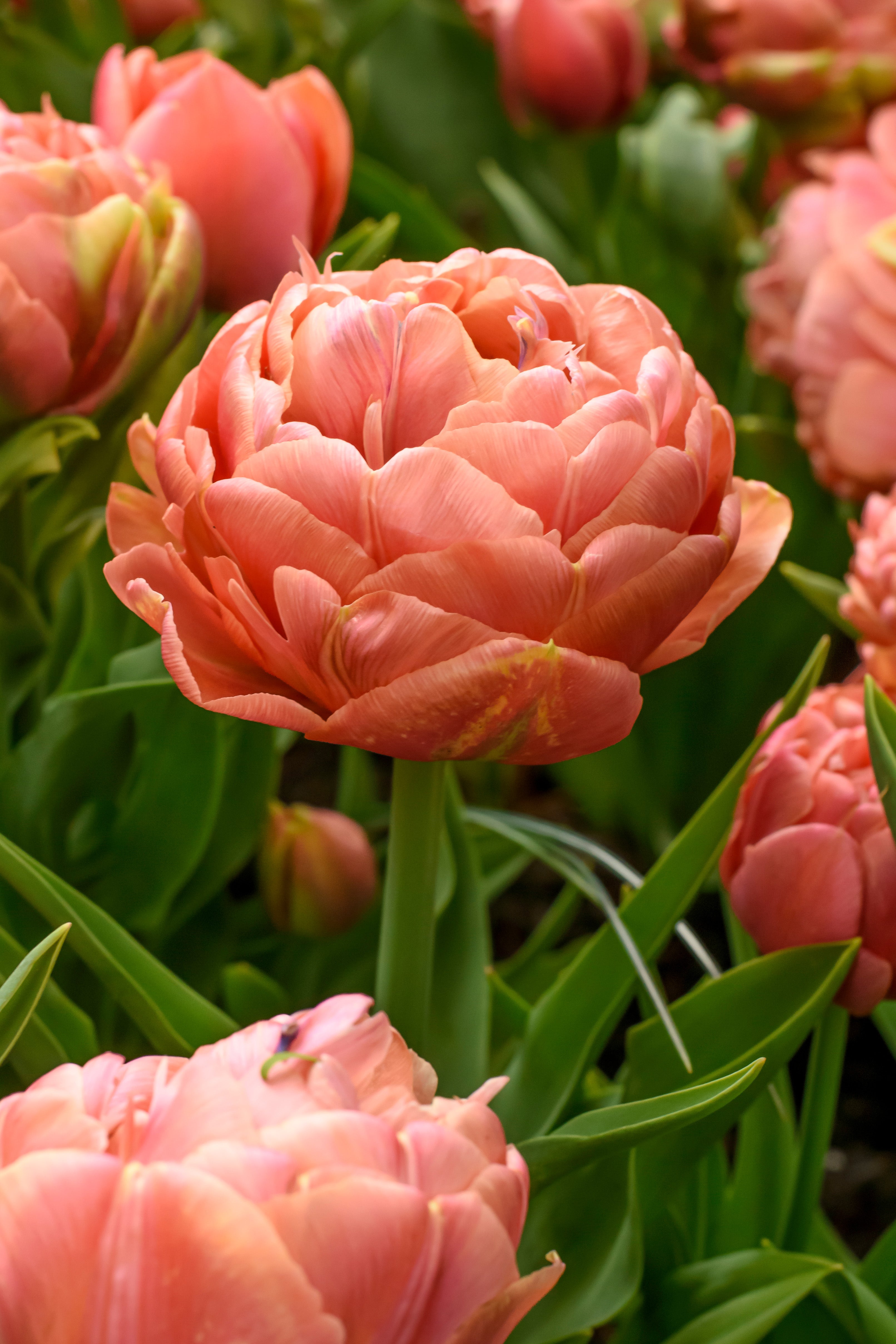 Tulip Double Late Copper Image 67627212 – Barnswallow Flowers