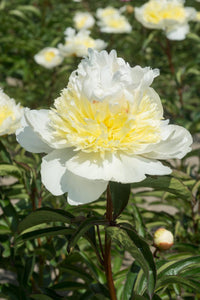 Honey Gold (Herbaceous / Mid Season)