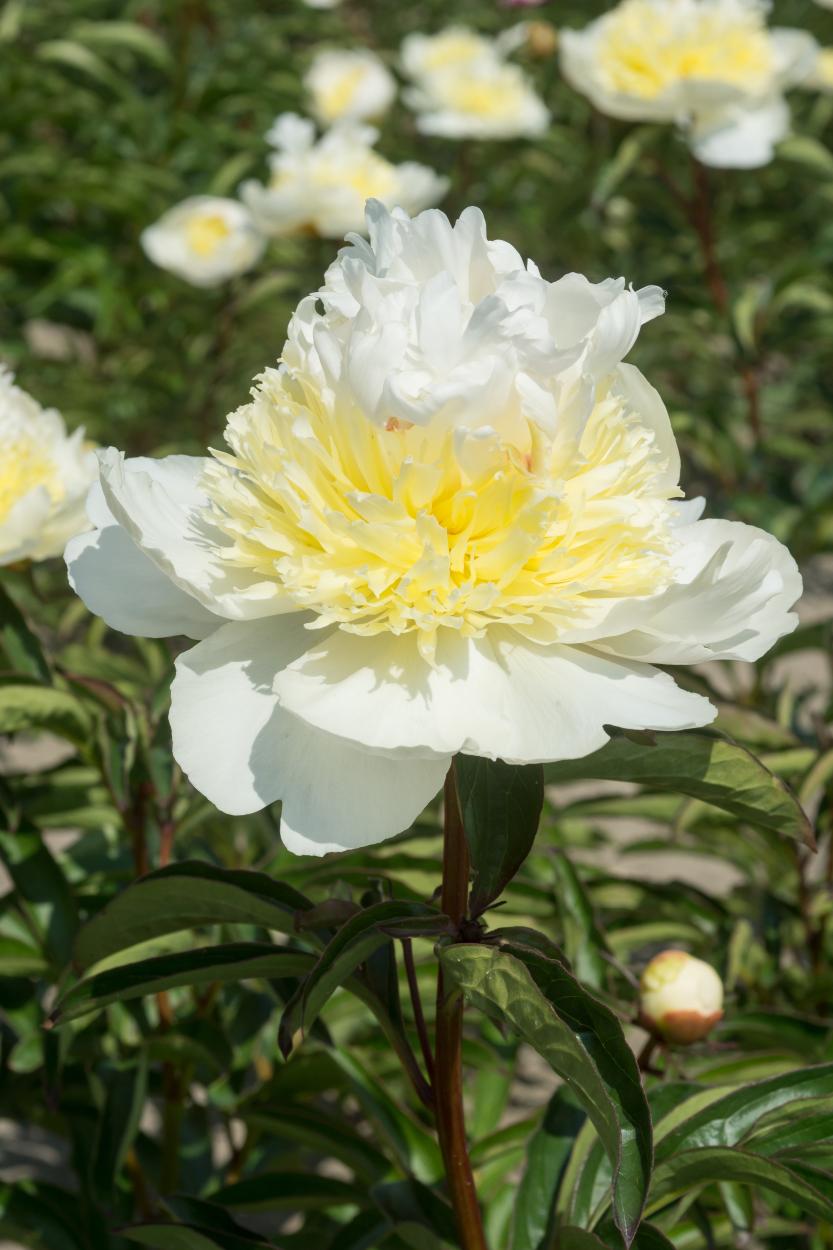 Honey Gold (Herbaceous / Mid Season)