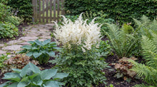 Load image into Gallery viewer, OpenPlantData Astilbe Brautschleier
