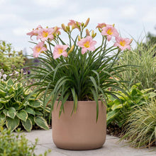 Load image into Gallery viewer, OpenPlantData Hemerocallis Catherine Woodbury
