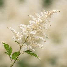 Load image into Gallery viewer, OpenPlantData Aruncus dioicus
