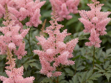 Load image into Gallery viewer, OpenPlantData Astilbe Younique Salmon
