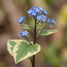 Load image into Gallery viewer, OpenPlantData Brunnera macrophylla Hadspen Cream
