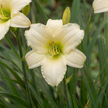 Load image into Gallery viewer, OpenPlantData Hemerocallis Joan Senior

