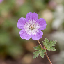 Load image into Gallery viewer, OpenPlantData Geranium Bloom Time
