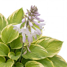 Load image into Gallery viewer, OpenPlantData Hosta Fragrant Bouquet
