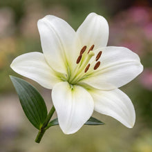 Load image into Gallery viewer, OpenPlantData Lilium Gwenn
