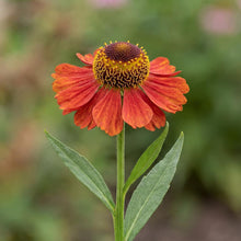 Load image into Gallery viewer, OpenPlantData Helenium Moerheim Beauty
